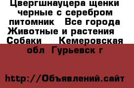 Цвергшнауцера щенки черные с серебром питомник - Все города Животные и растения » Собаки   . Кемеровская обл.,Гурьевск г.